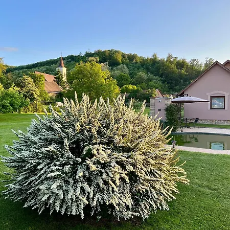 Tulipan Vendeghaz * Karasz